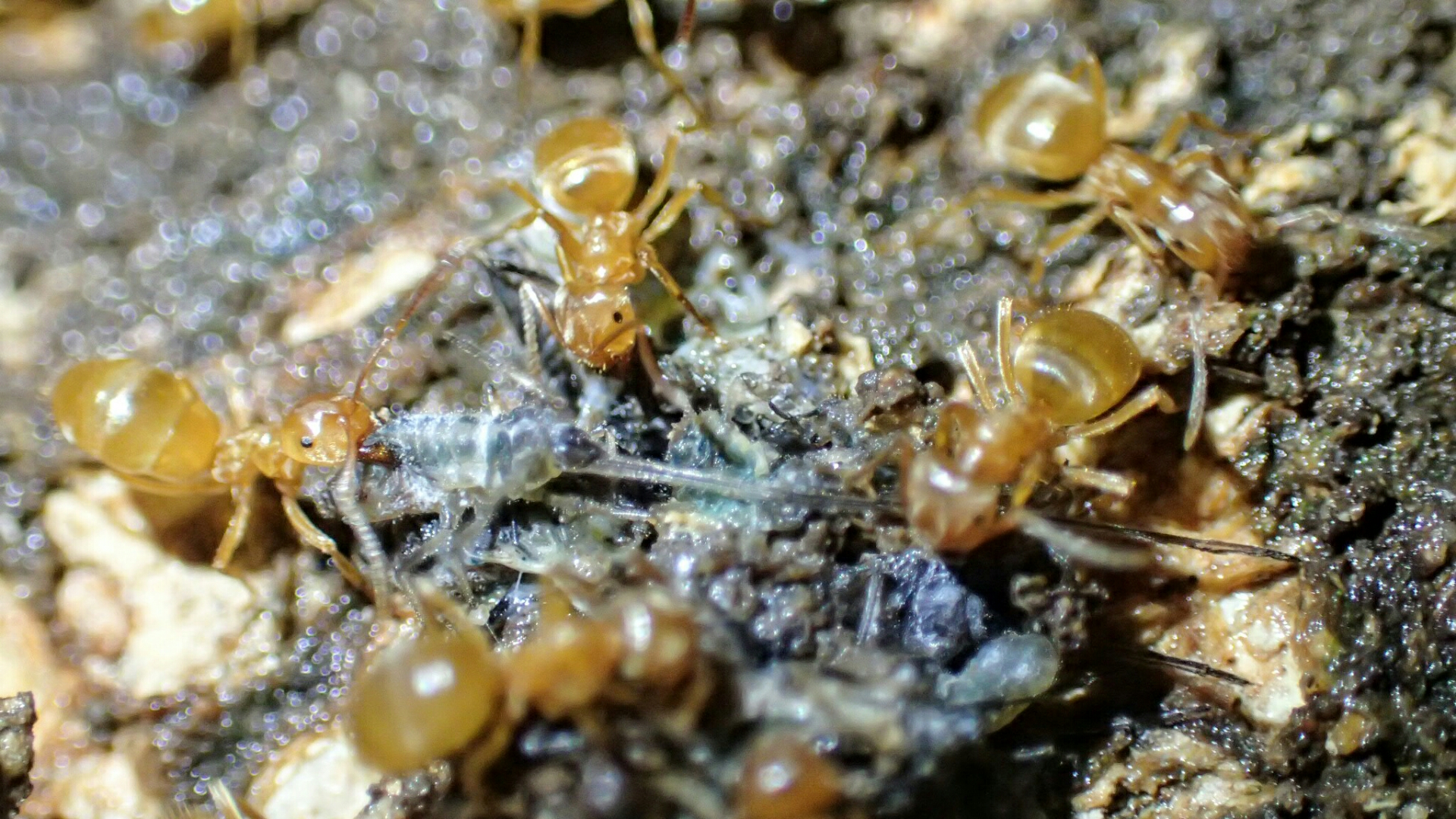 しょんべん 甘露 リメマネ Vs ペストくん