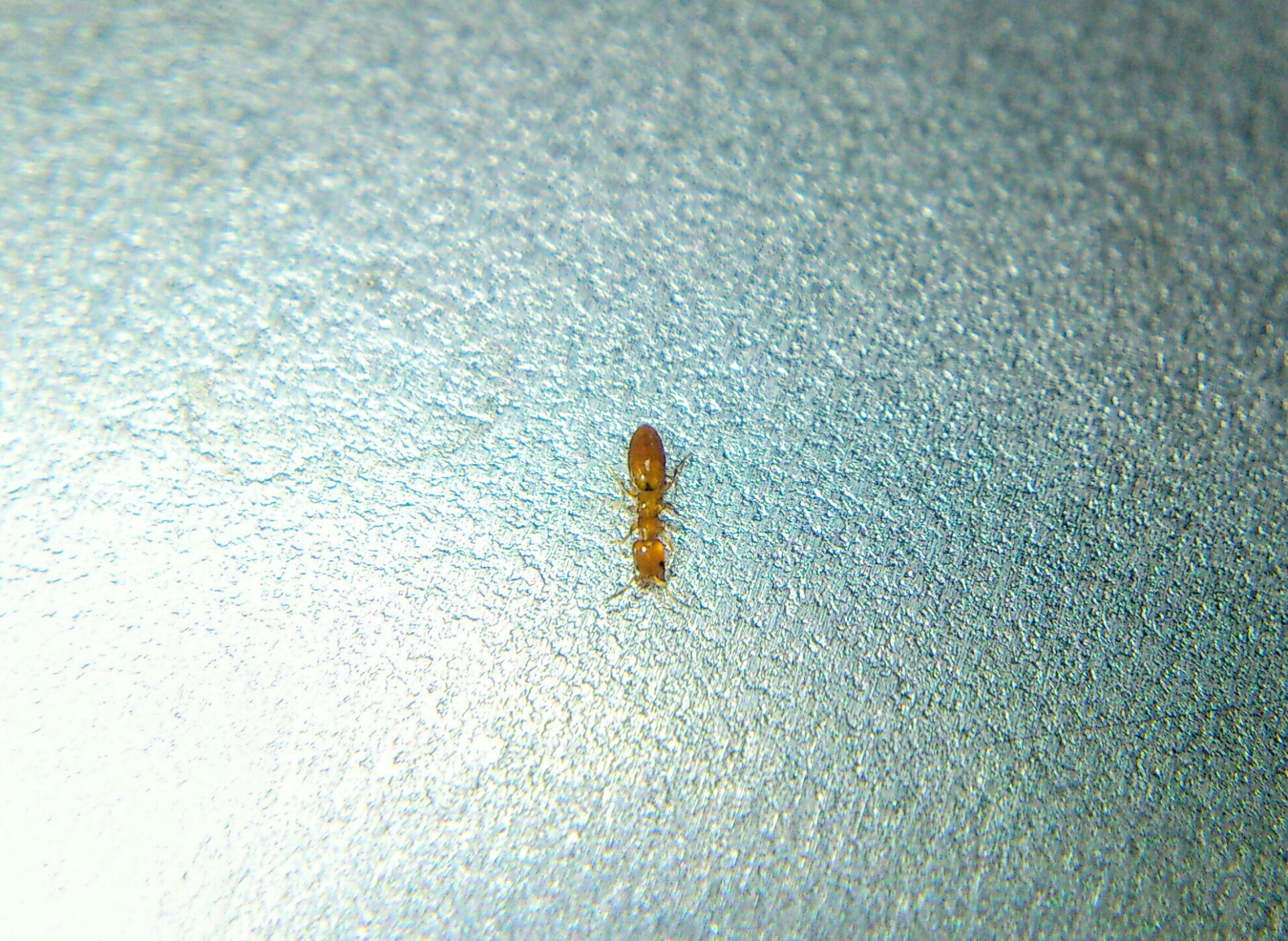 Images Of シバンムシアリガタバチ Japaneseclass Jp