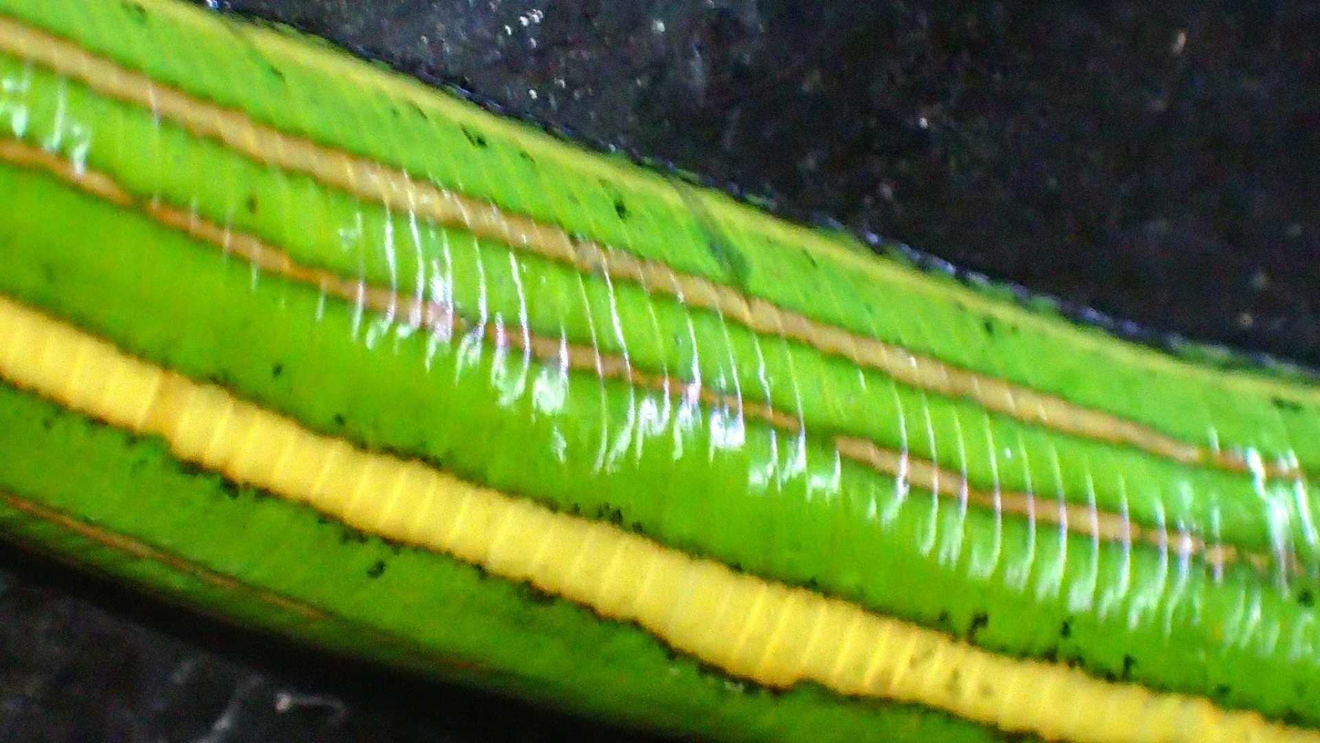 偶然発見 リメマネ Vs ペストくん 偶然発見 リメマネ Vs ペストくん