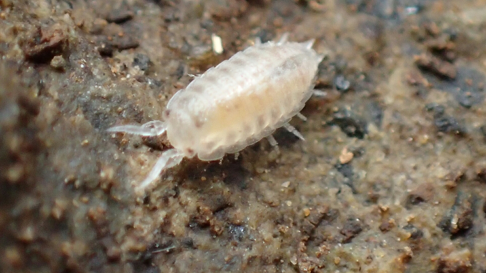 17年02月28日 リメマネ Vs ペストくん 17年02月28日 リメマネ Vs ペストくん