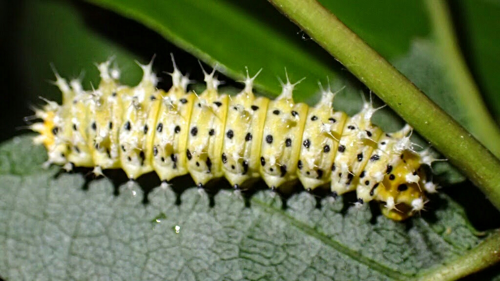 刺はイミテーション リメマネ Vs ペストくん