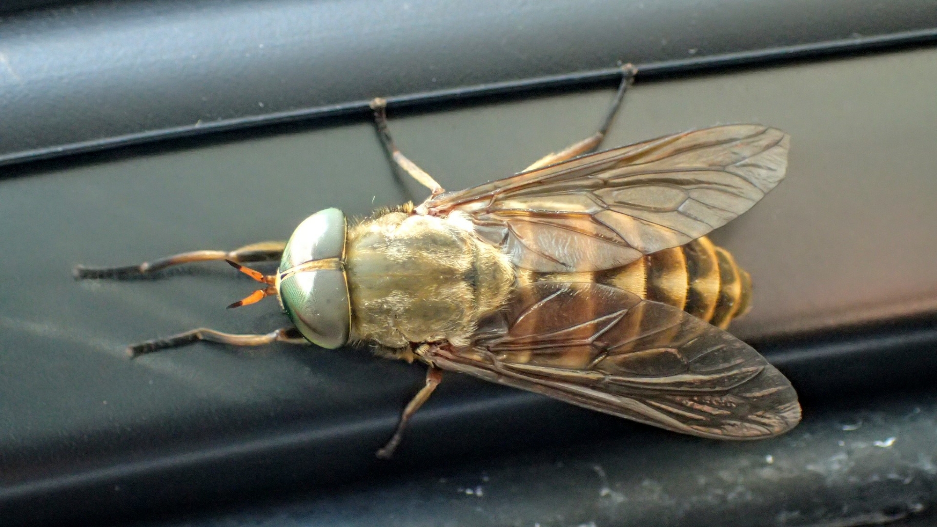 吸血虻 リメマネ Vs ペストくん