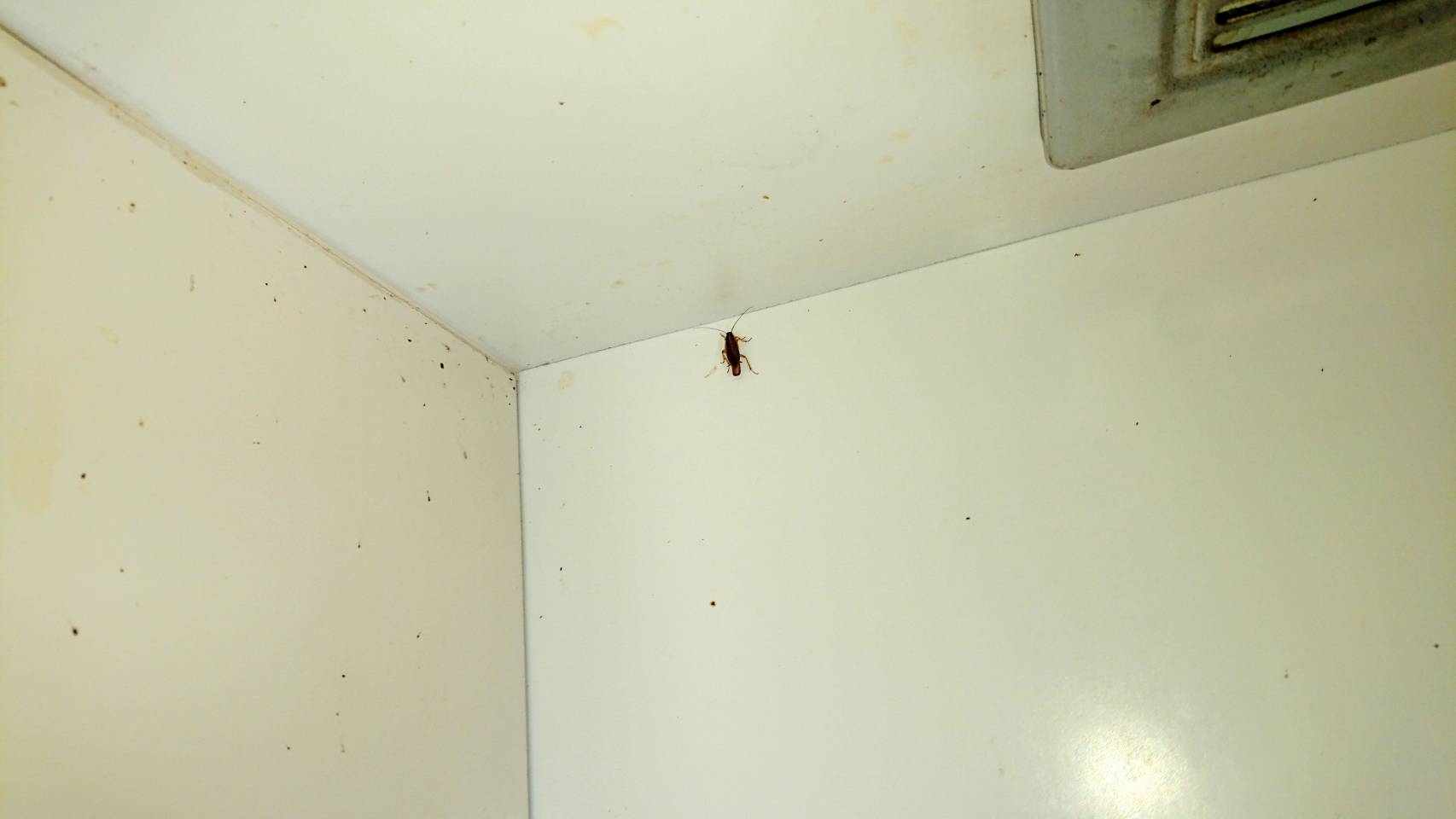 集合住宅のゴキブリ駆除 リメマネ Vs ペストくん