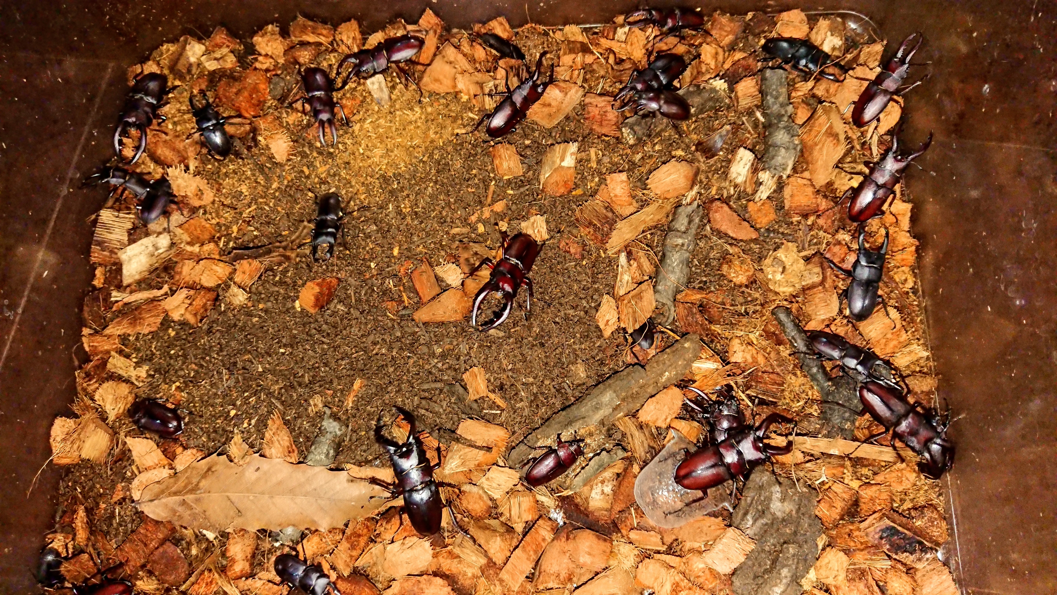 リメマネ vs ペストくん
カテゴリ:
マダラコウラナメクジ
カブトムシ採集の副産物 肉食 土浦市で大繁殖 茨城県土浦市 sankyoremake