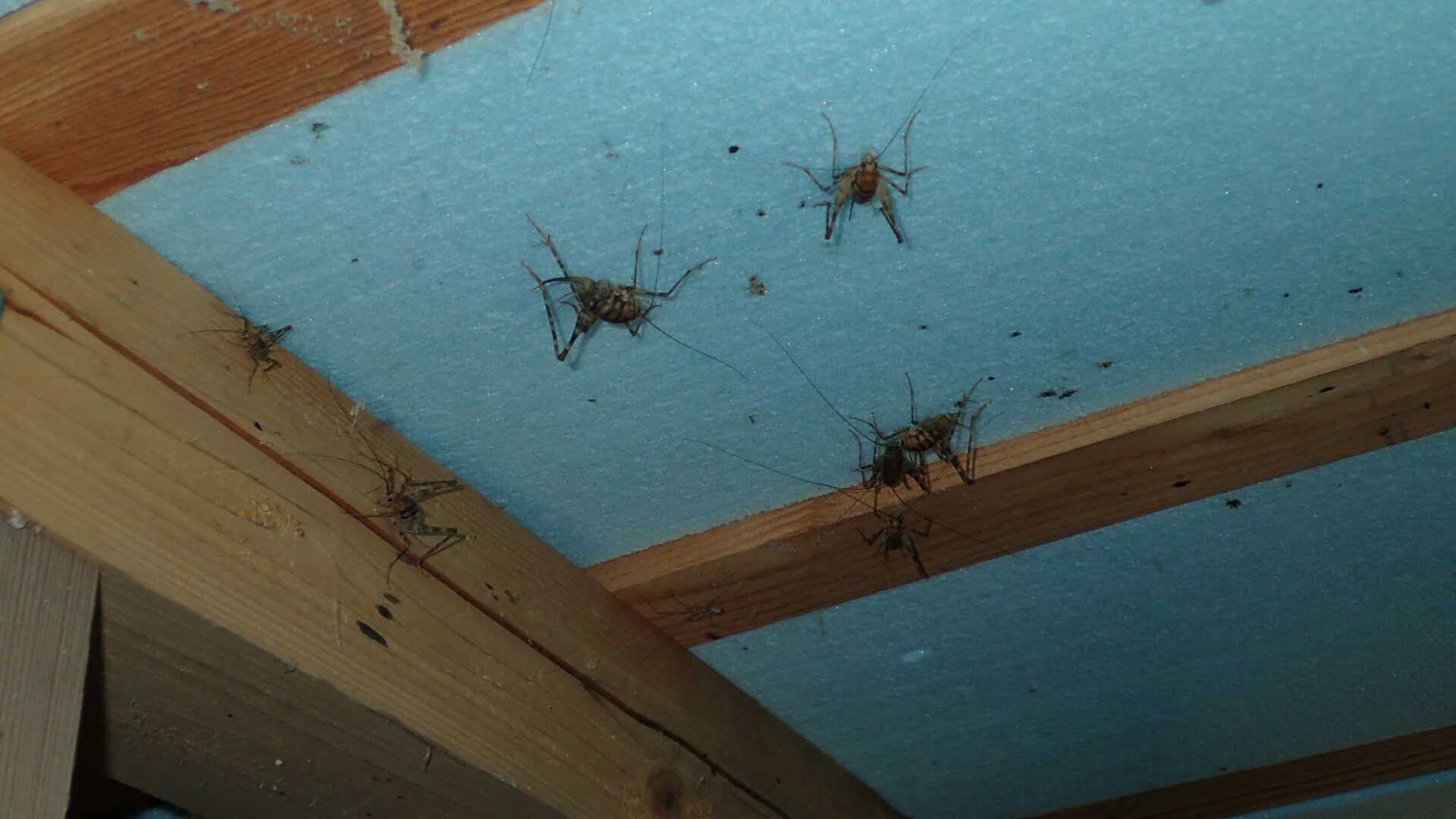 床下調査 リメマネ Vs ペストくん