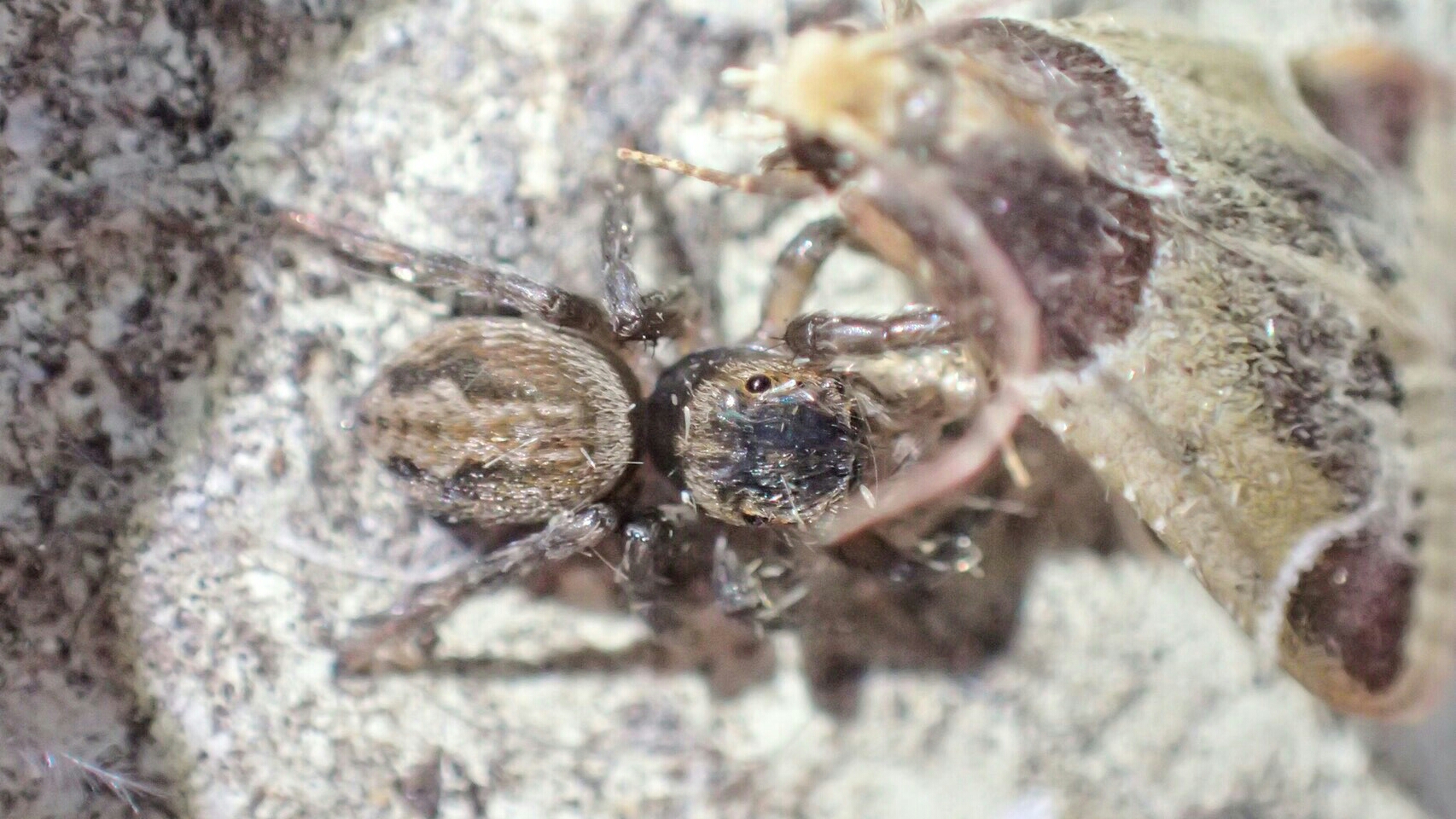 ハエトリグモは頭が良い リメマネ Vs ペストくん