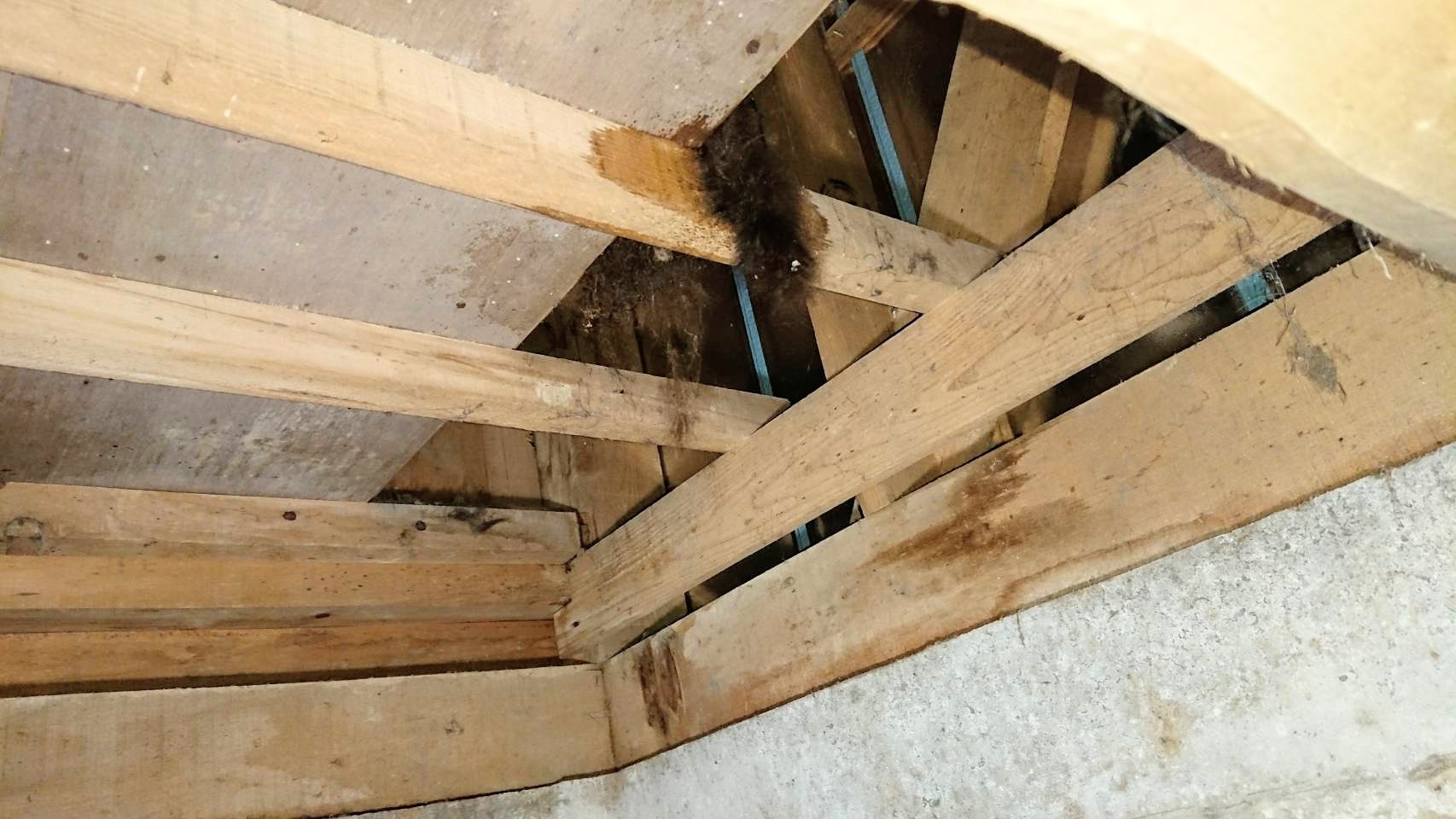 死骸回収 u203bグロ注意u203c️ : リメマネ vs ペストくん