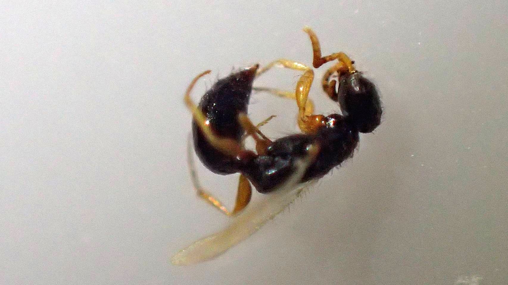 シバンムシ アリガタバチ 刺され た