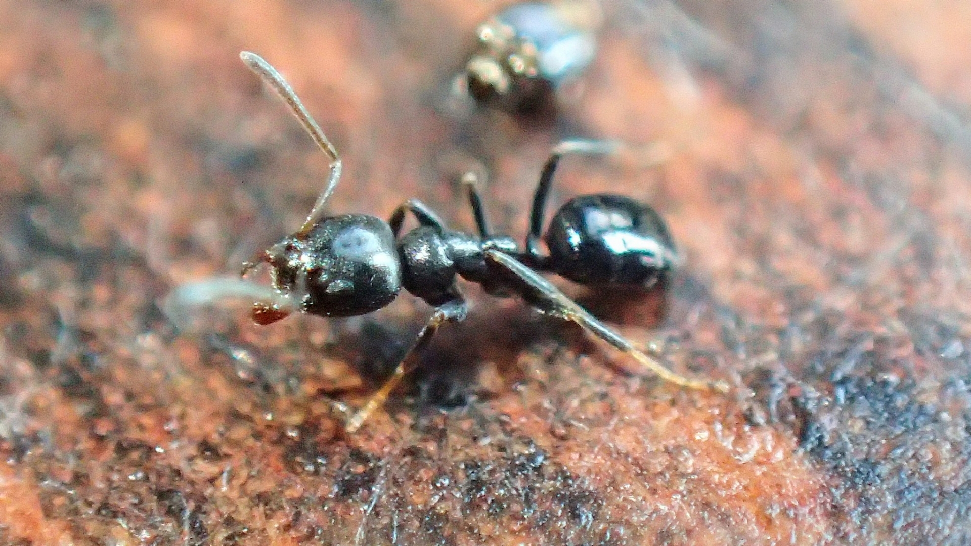 2017年07月 リメマネ Vs ペストくん