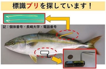 標識ブリを探しています！音沙汰なく、教授は頭抱える 「まだ一匹も見つかっていないんです...」