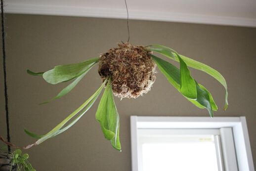 コウモリランの苔玉を大きくしてみた ３人息子の母です
