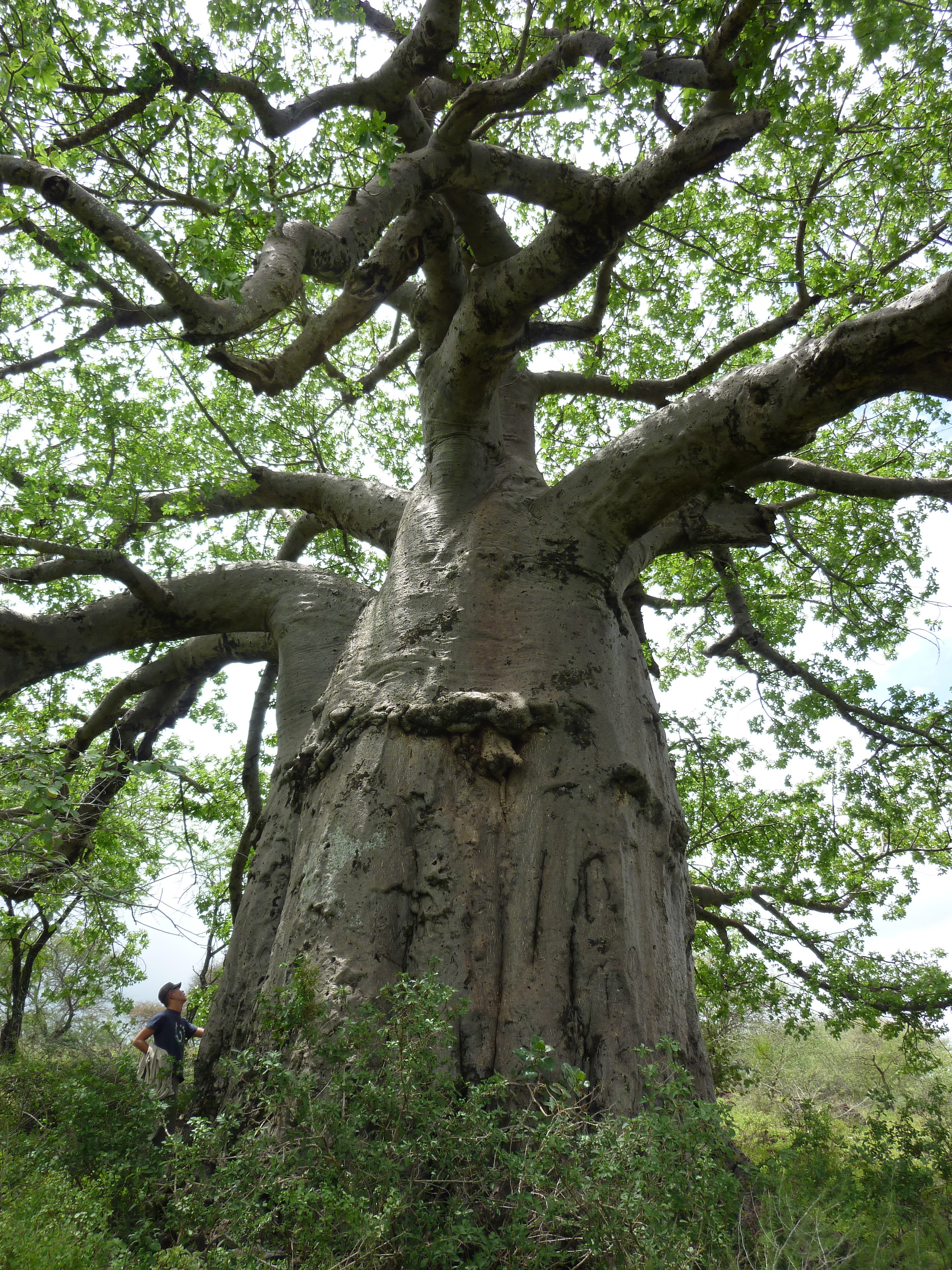 バオバブ : さなえあれば憂いなし