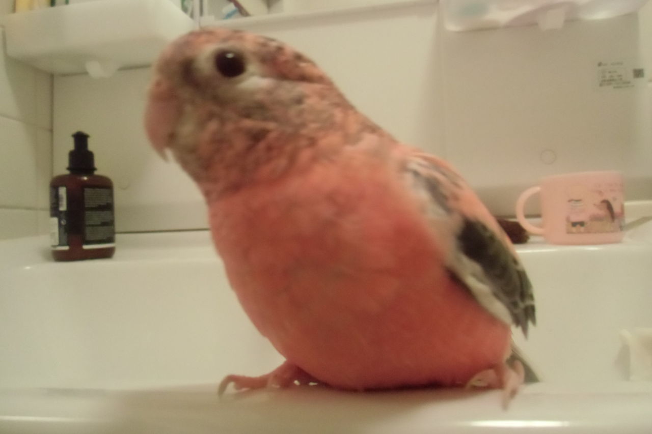 アキクサインコピンクファローの里親様募集 バードショップ ことね アキクサインコピンクファローの里親様募集 バードショップ ことね