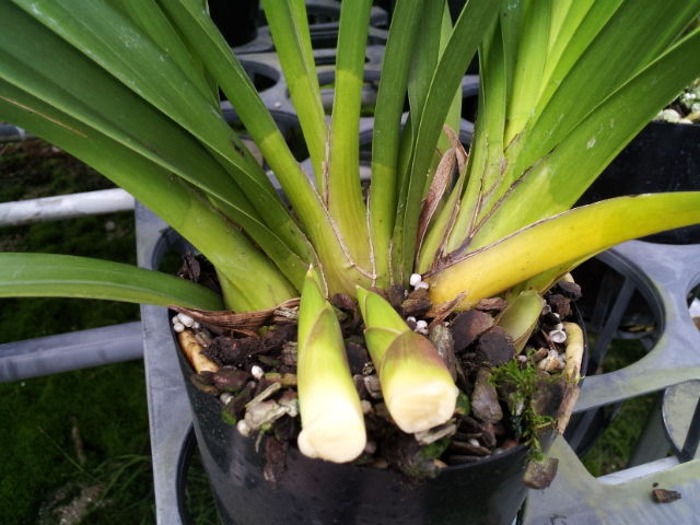 芽かきやってますか 蘭の生産者の栽培日記in鈴鹿 芽かきやってますか 蘭の生産者の栽培日記in鈴鹿