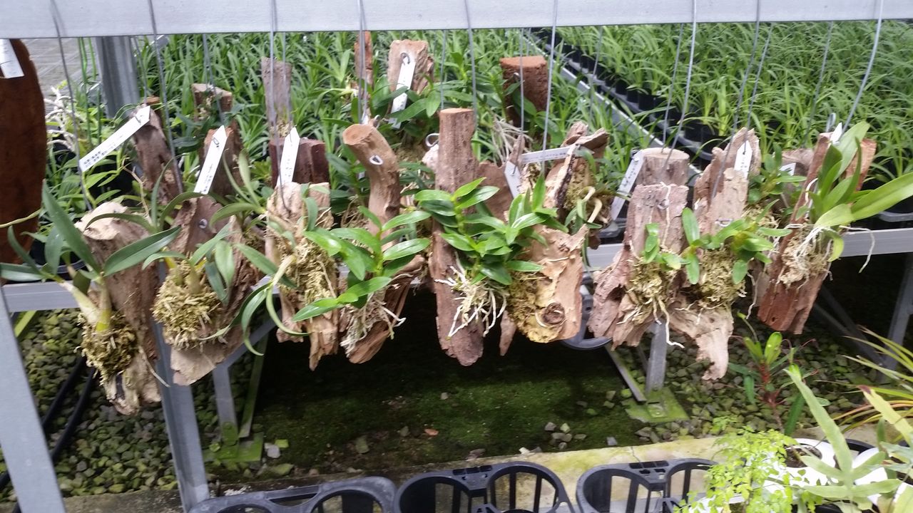 着生蘭楽しむ 蘭の生産者の栽培日記in鈴鹿