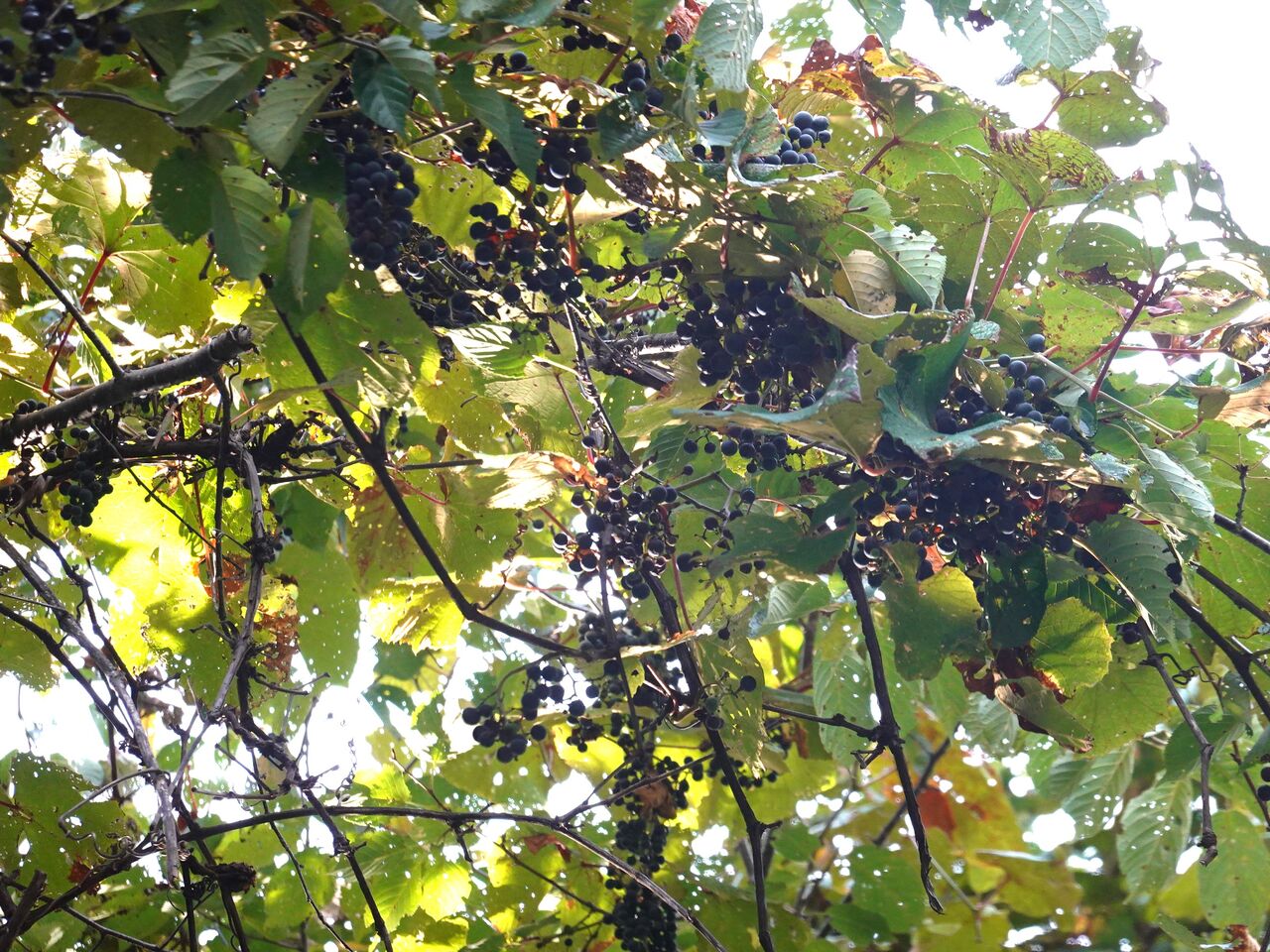 山ぶどう酒完成 ！ : 明日も元気 気ままな山暮らし！