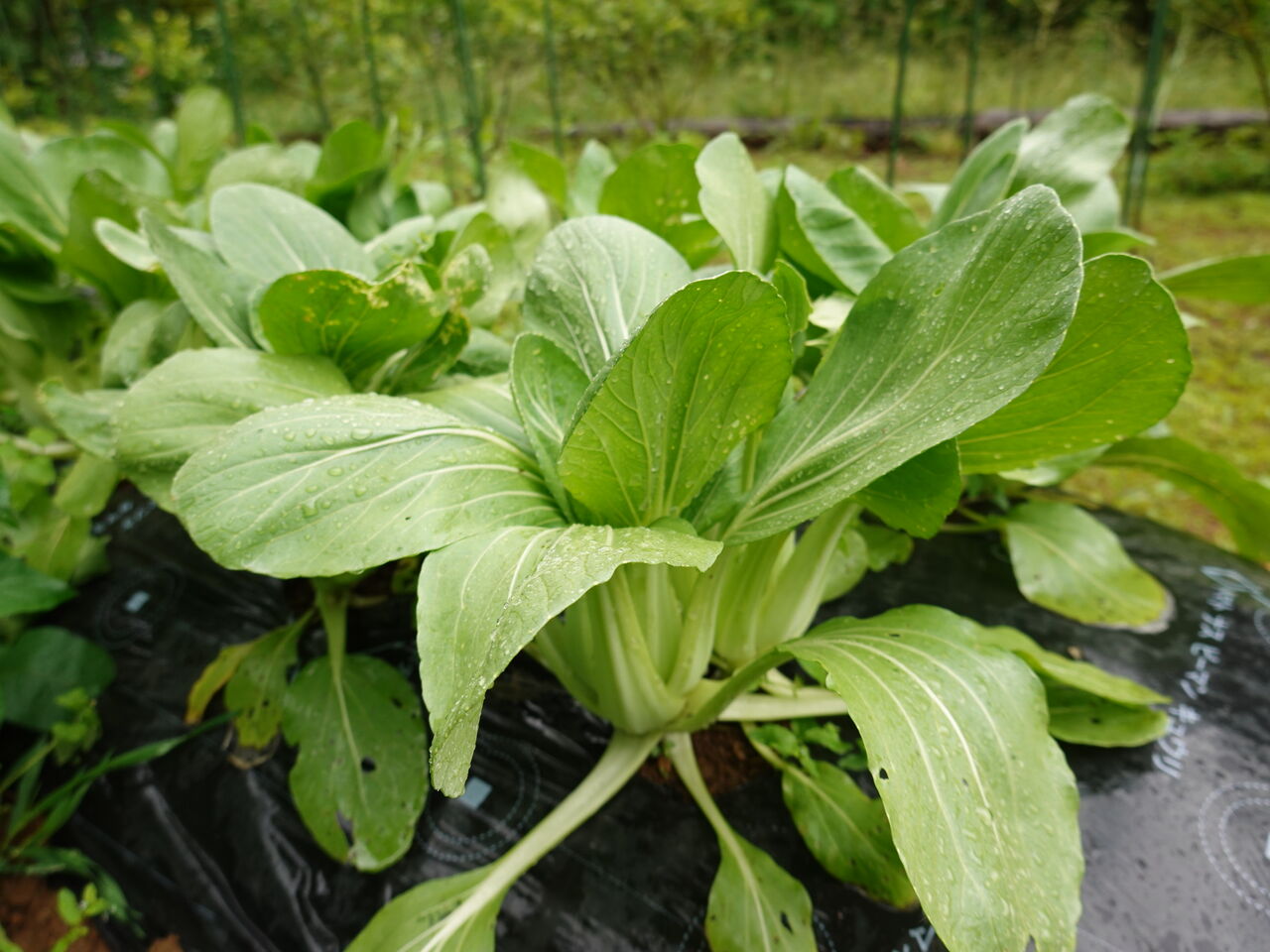 雑草は放っておいても育ちます 明日こそ頑張ろう 週末山暮らし
