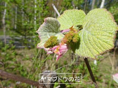 ヤマブドウの花