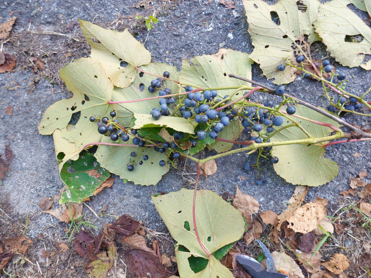 山ぶどう酒完成 ！ : 明日も元気 気ままな山暮らし！