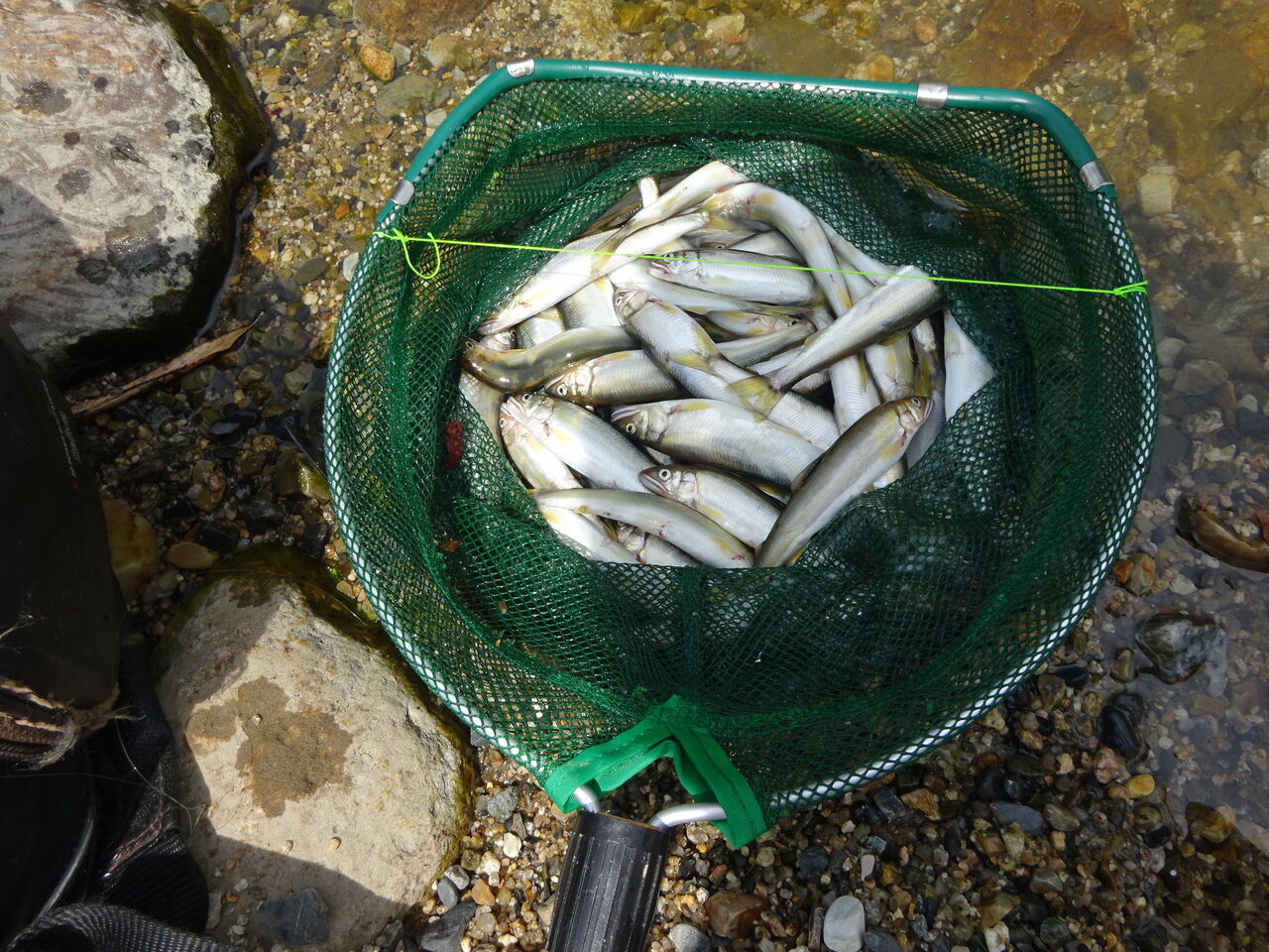 小アユ釣り 明日こそ頑張ろう 週末山暮らし 小アユ釣り 明日こそ頑張ろう 週末山暮らし