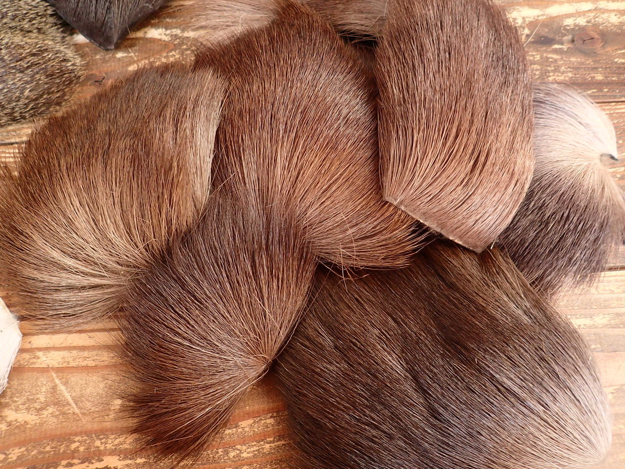 エゾシカ 冬毛 ナチュラルとダイド 販売 Hokkaido deer hair for エゾシカ 冬毛 ナチュラルとダイド 販売 Hokkaido deer hair for