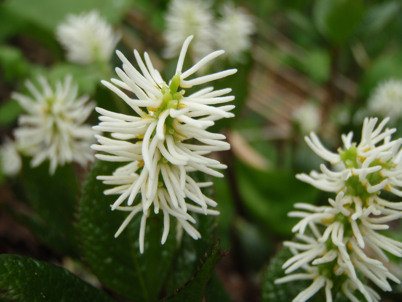 一人静にヒトリシズカ Chloranthus Japonicus Lodge Lucky Field ロッジラッキーフィールド