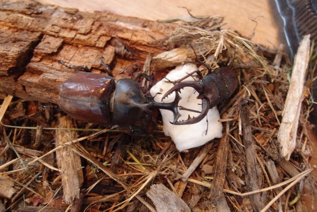 カブトムシvsクワガタムシ Lodge Lucky Field ロッジラッキーフィールド