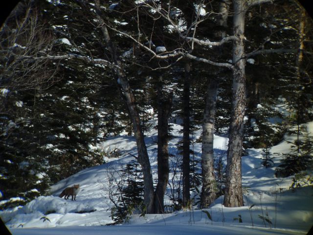 Winter Forest in Mt.Daisetsu National Park 大雪山国立公園 : Lodge