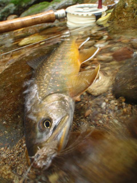夏 オショロコマ 渓流 フライフィッシング挑戦 Lodge Lucky Field ロッジラッキーフィールド