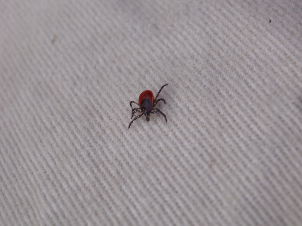 この時期要注意 森に潜むダニ Lodge Lucky Field ロッジラッキーフィールド