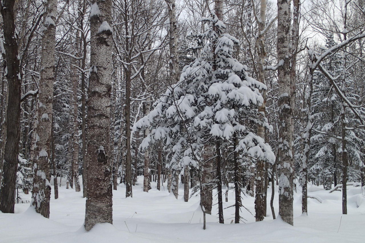 鹿撃ち 1月日 Lodge Lucky Field ロッジラッキーフィールド