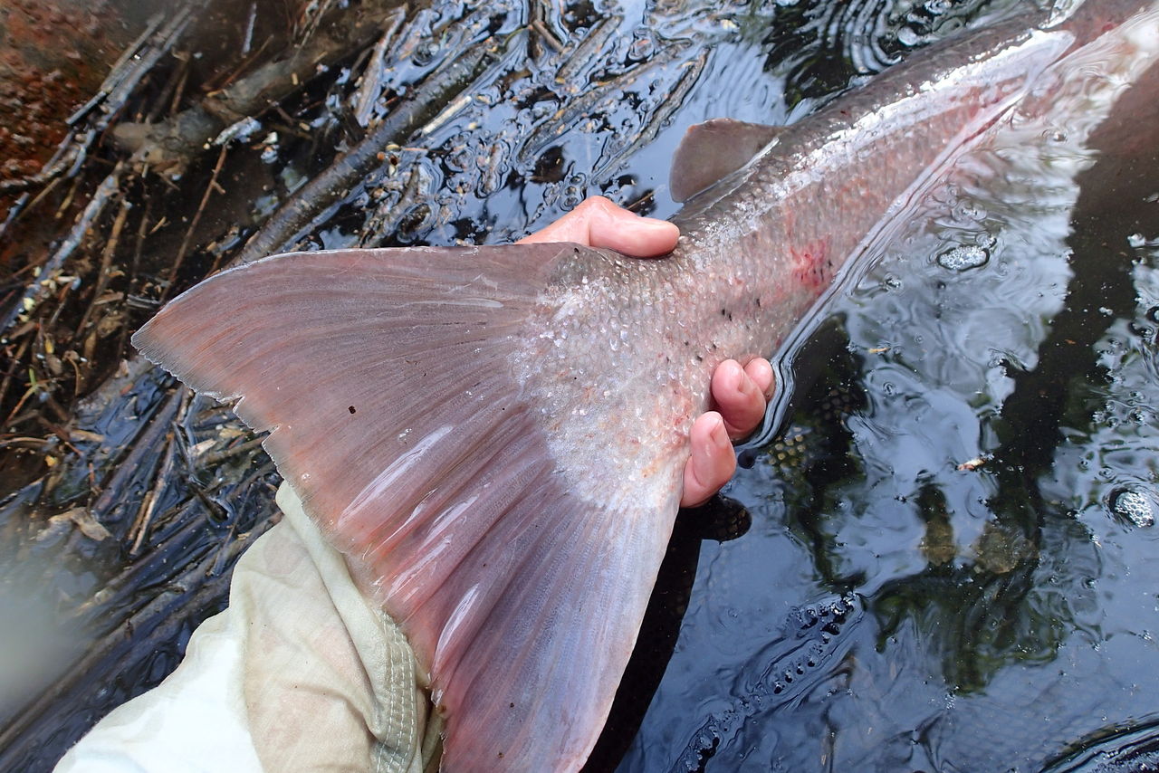 イトウ トラウト シュマリナイ 朱鞠内湖 PRポスター 希少 美品 ご当地