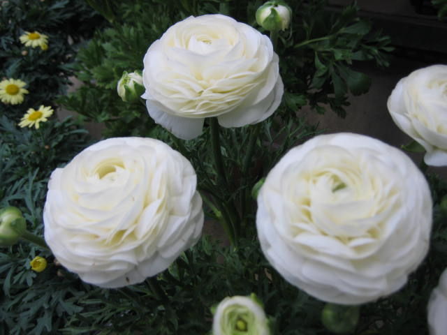 白い花 Part サンポーガーデンブログ