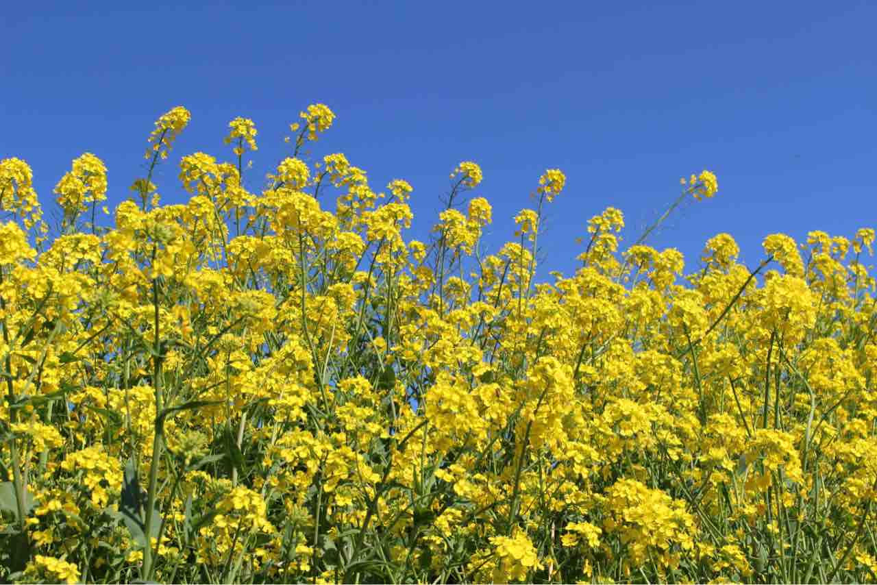 一面の菜の花 1118話 松伏町にある 山歩 の暮らしブログ2
