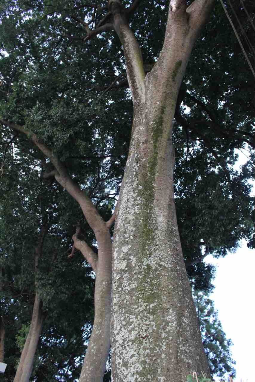 木枯らし吹く 16話 松伏町にある 山歩 の暮らしブログ2