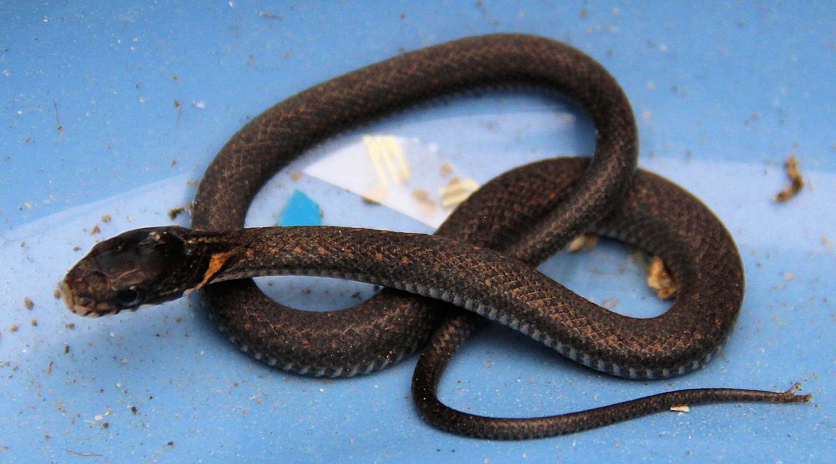 ヘビの赤ちゃん 5月18日 金 山麓19のブログ