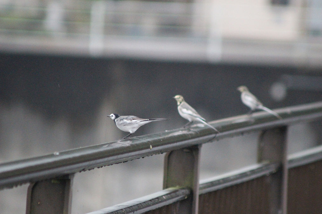 セキレイ3羽 9月20日 木 山麓2019のブログ