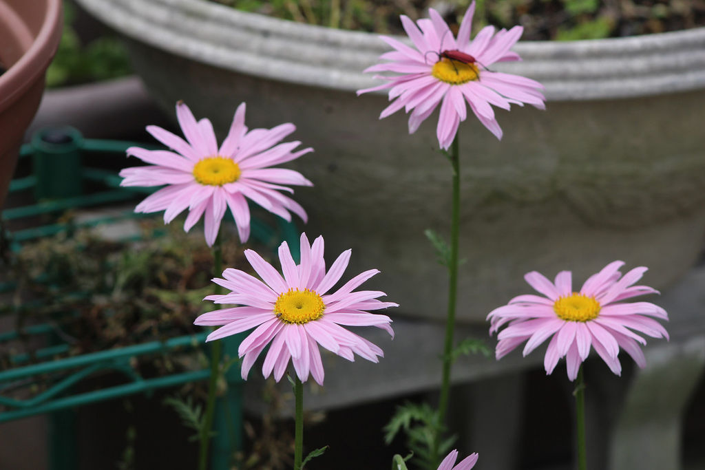 赤花除虫菊他 自宅の花 5月12日 金 山麓19のブログ 赤花除虫菊他 自宅の花 5月12日 金 山麓19のブログ