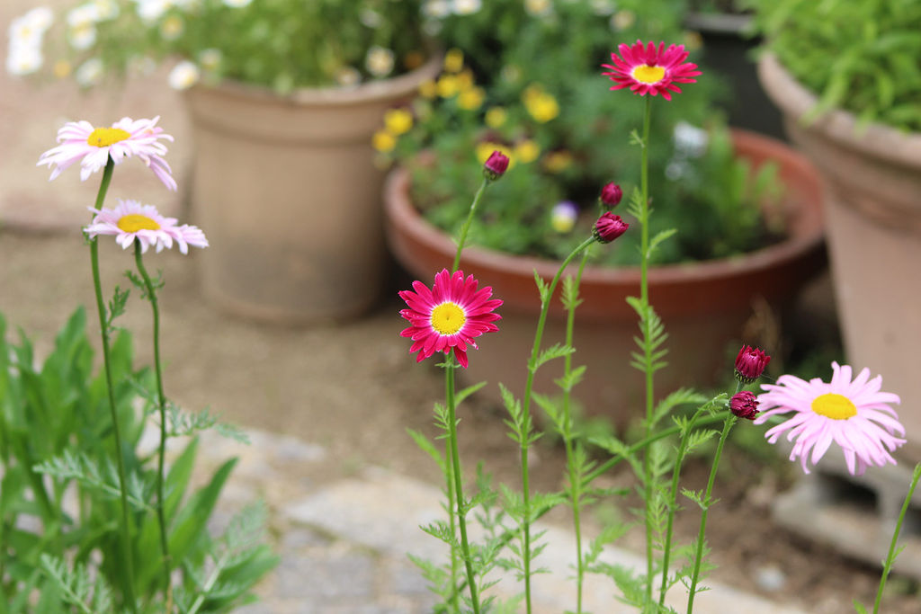 赤花除虫菊他 自宅の花 5月12日 金 山麓19のブログ 赤花除虫菊他 自宅の花 5月12日 金 山麓19のブログ