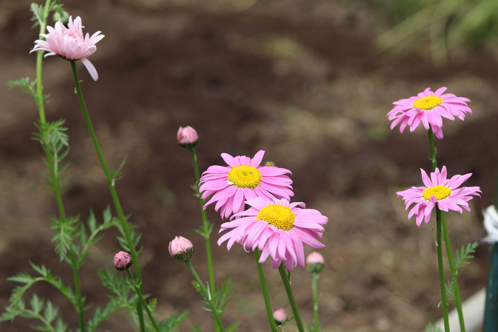 赤花除虫菊他 自宅の花 5月12日 金 山麓19のブログ 赤花除虫菊他 自宅の花 5月12日 金 山麓19のブログ