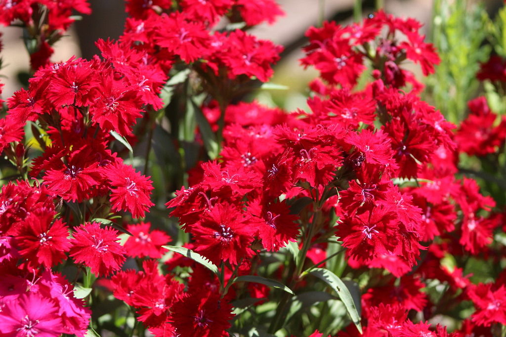 散歩で見つけた赤い花 5月11日 金 山麓19のブログ