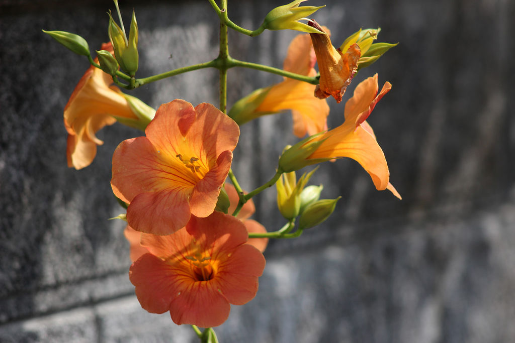 散歩で見つけた花 7月6日 木 山麓19のブログ