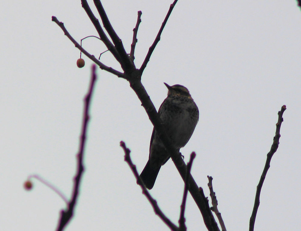 鳥 山麓19のブログ