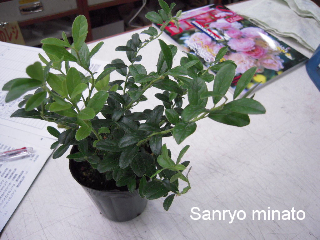 噂のリンゴンベリー Sanryoのブログ 噂のリンゴンベリー Sanryoのブログ
