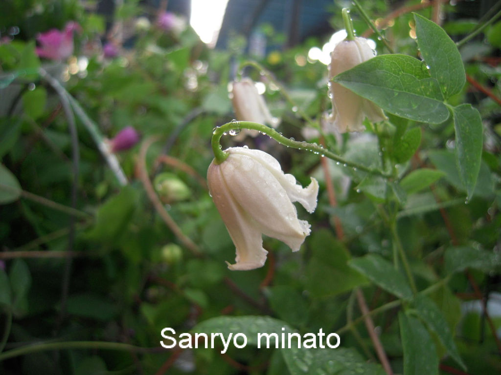 久々に Sanryoのブログ