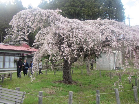 永泉寺桜2