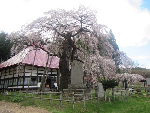 永泉寺幹肌