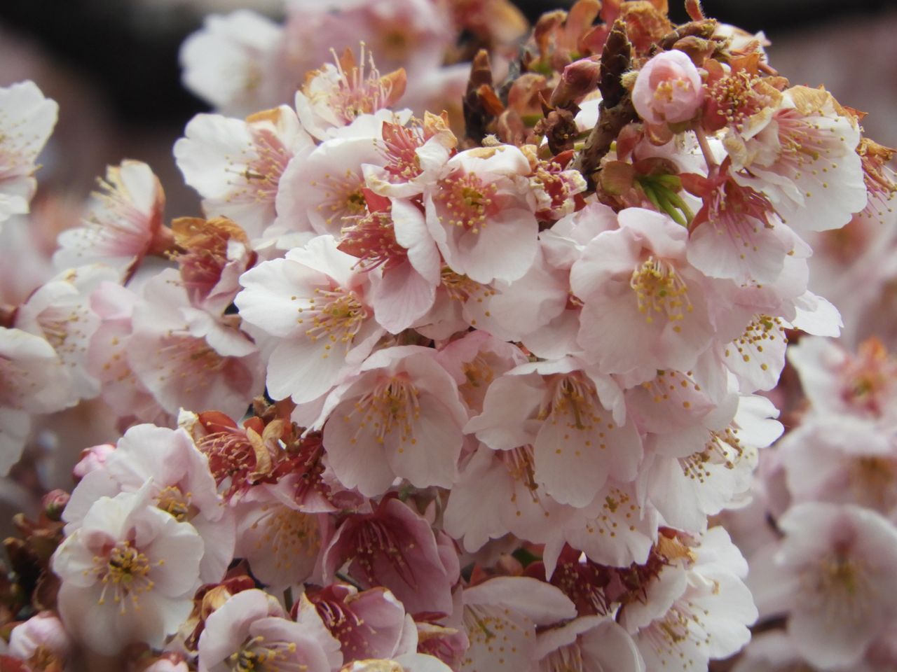 ぷらっとくんのブログ : 上野公園の寒桜