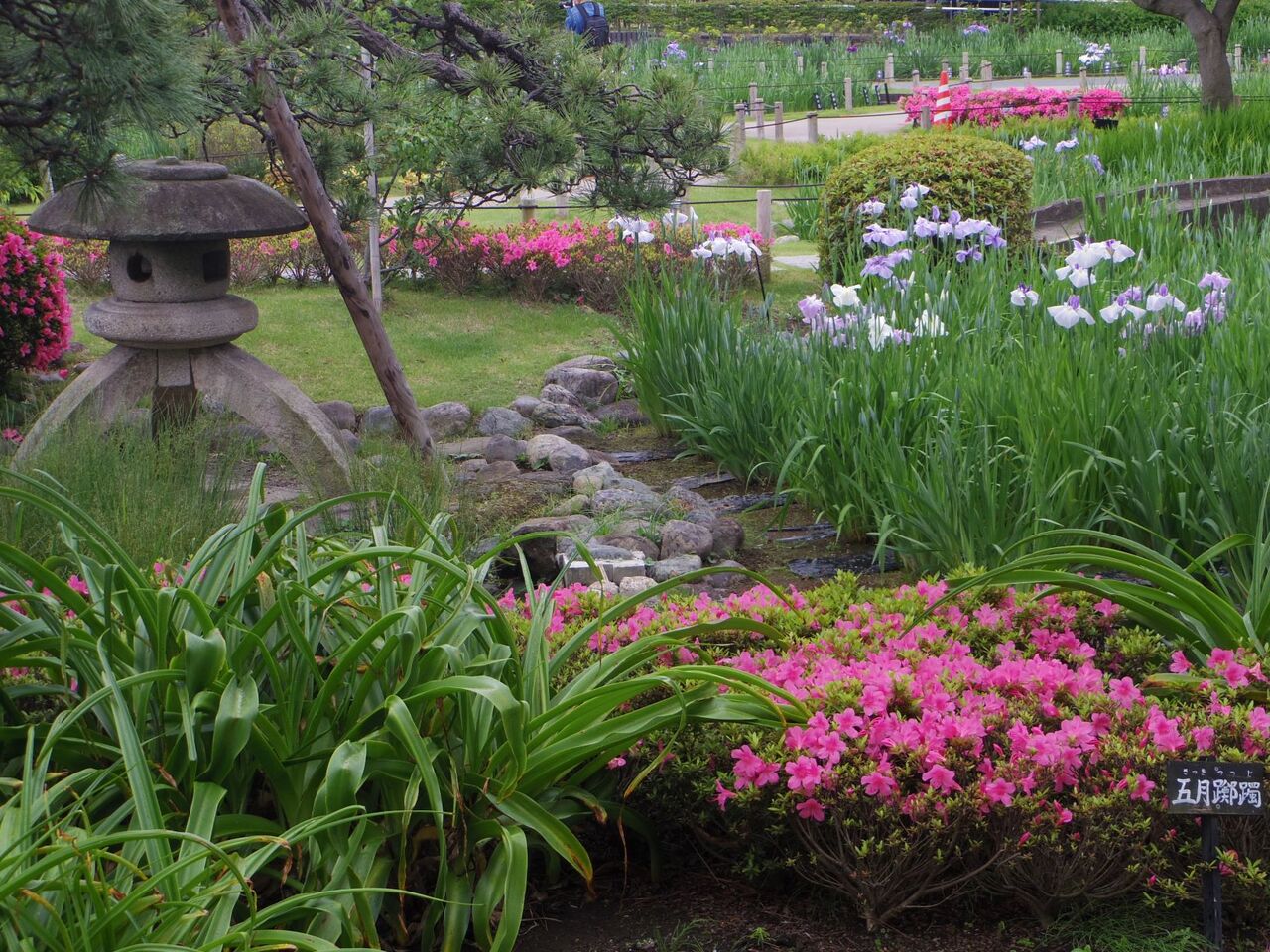 堀切菖蒲園の梅雨のはしり ぷらっとくんのブログ
