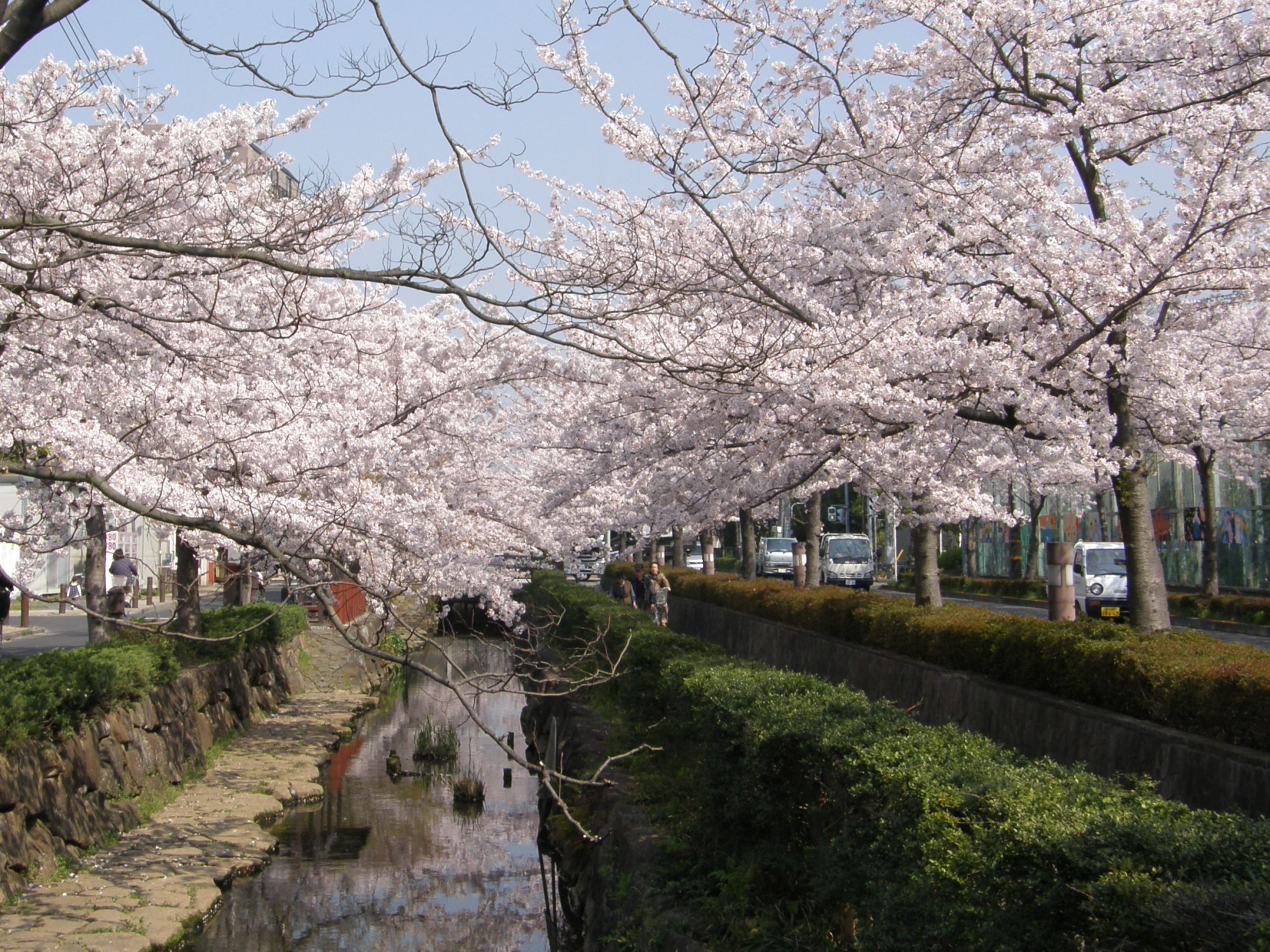 お花見 葛西用水 水元公園 ぷらっとくんのブログ お花見 葛西用水 水元公園 ぷらっとくんのブログ